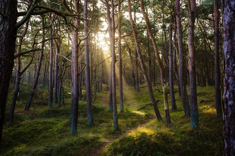 Nature