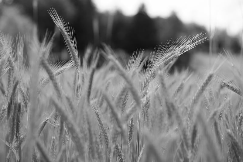 Whole Grains
